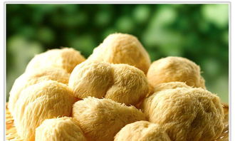 猴头菇又被称为 猴菇 或者 猴头菌 ,是一种齿菌科的菌类